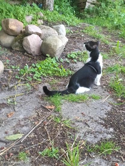 Momo, eine schwarzweiße Hauskatze, sitzt auf einer etwas mit Gundermann zugewachsenen, mit Betonplatten gepflasterten Fläche und guckt nach links oben