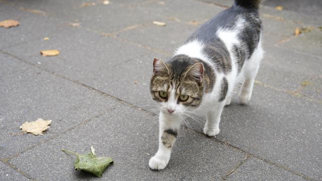 shortish cat with a Harlequin pattern walking towards the camera on a sidewalk