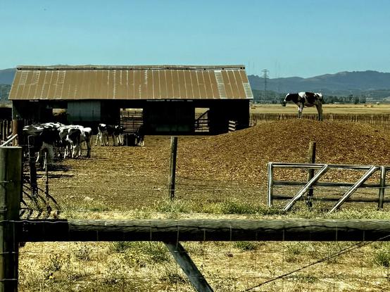 Photo of a barn with several cows in front of it to the right is a single cow standing at the top of a small hill overlooking the other cows.