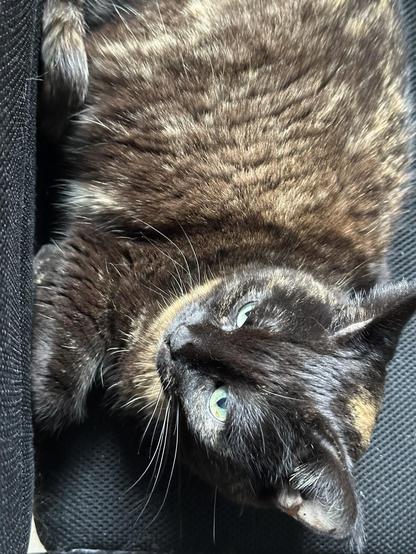 Doris, a tortoiseshell cat, lounging on an office chair, seen from above