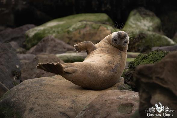 seal stretching on a rock