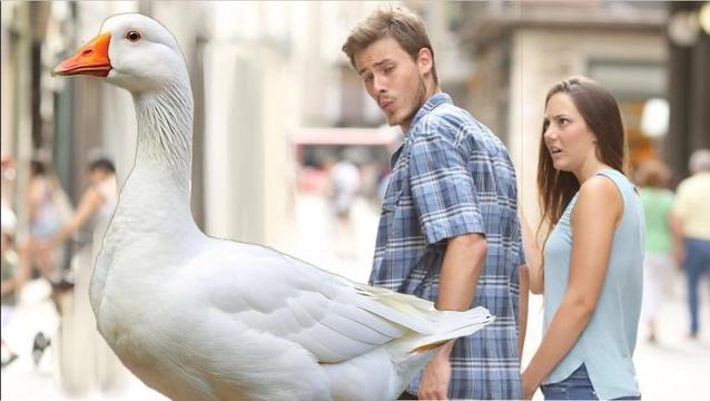 A large goose stands prominently in the foreground, while a man in casual clothing turns appreciatively to look at it and his partner shows annoyance at his reaction. The background features a street with people walking.