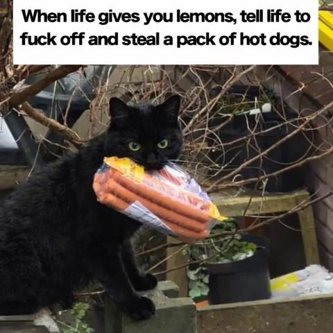 A photo of a black cat looking directly at the camera while holding an entire package of hot dogs in its mouth, captioned "When life gives you lemons, tell life to fuck off and steal a pack of hot dogs."