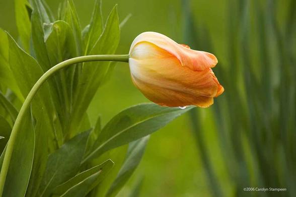 A peach-coloured tulip is bending towards the right.  It's not opened yet but is also not a tight bud, so it will be opening soon.  A drop of water hangs off of the bloom. the rest of the image is green, with many leaves of other tulips either in or out of focus, depending on closeness to the bloom.