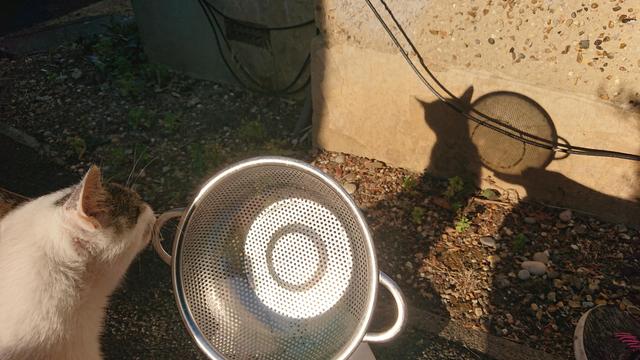 A colander in the sun with a cat rubbing his cheek on it. They're both casting a shadow on a wall, with very slight images of the eclipse in the shapes of the points of light coming through.