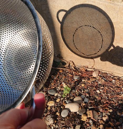 Photo of a white person's hand holding a colander with the shadow cast on a wall maybe 30cm away. Within the shadow, there's a very subtle crescent-shape to the light coming through the holes but it's really hard to see