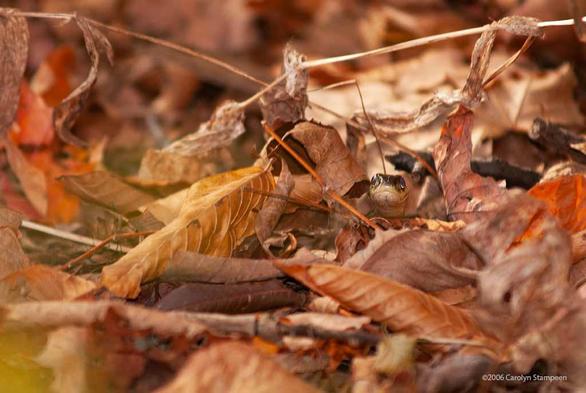 Under a pile of dry autumn leaves is a little face, looking right at us.  Its eyes are catching light.  The upper part of its face is a brown similar to some of the leaves; the bottom part of its face and chin are a yellow that also fits in with the autumn leaves.  It's a garter snake!