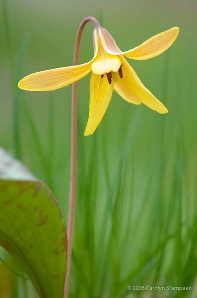 A vertical image of a yellow, bell-line flower with its head hanging down, brown stamens visible, and 6 petal bending upwards. We can see one of its leaves, which is like a big, thick blade of grass with brown spots, rising from the ground beside the flower.  In the background we can see blades of grass in soft focus.
