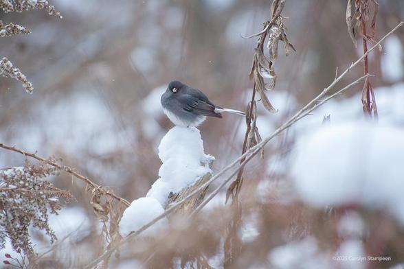 A little mostly-grey bird has expanded to what must be about three times its size to keep warm.  It is sitting on top of a snowy perch and while facing left, has turned its head to keep an eye on us.