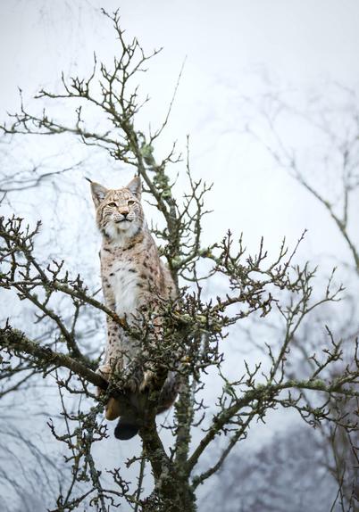 Lynx with tufted ears and spotted fur perched on a lichen-covered, leafless tree branch, looking to the left against a pale, overcast sky with blurred bare trees in the background.