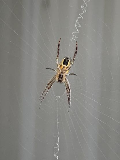 A tiny spider, body about 8mm long, has made a web above the washing line.   Its body is black and gold, its brown fromt legs are grouped in pairs.