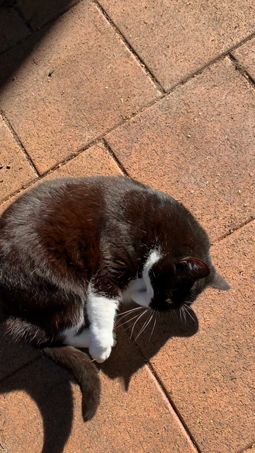 A three legged tuxedo cat rolls joyously on sunlit flagstones.