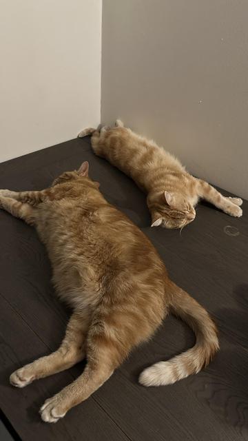 George and Washy sleeping on the table