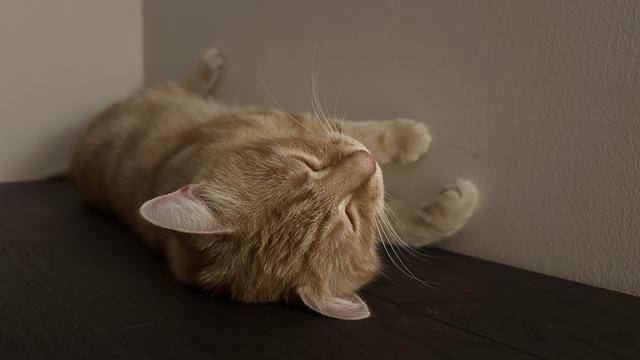Washy sleeping on the table