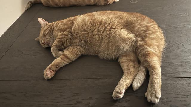 George sleeping on the table
