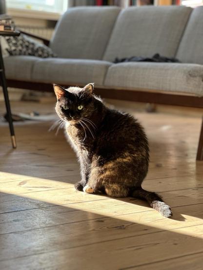 Doris, a tortoiseshell cat, sitting up on the edge of a polygon of sunlight on a wooden floor, looking at the camera. A sofa is visible behind her.