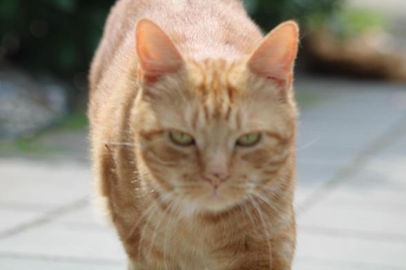 George the cat walking towards the camera