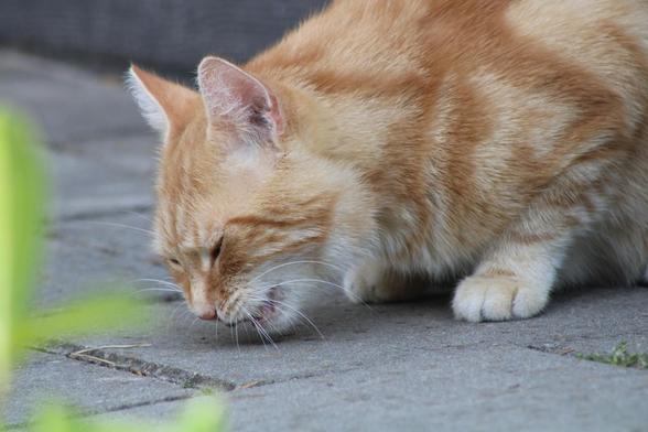 Washy eating a cat candy