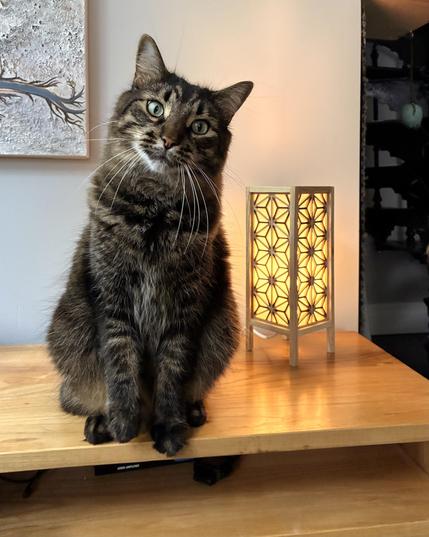 A cat and a wooden Japanese style table lamp on a wooden table