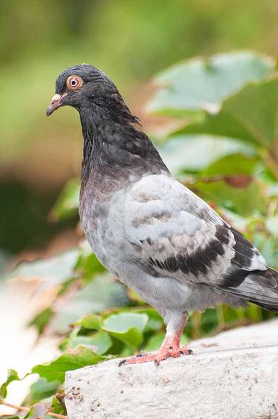 A pigeon is standing it profile.  It has a dark grey head and a light grey body with dark wing stripes, with bright orange legs and feet.  Its eye is surround by an orange circle and itself is rimmed in darker orange, then lighter orange with a round dark pupil in the middle.  It looks very wide awake and aware.