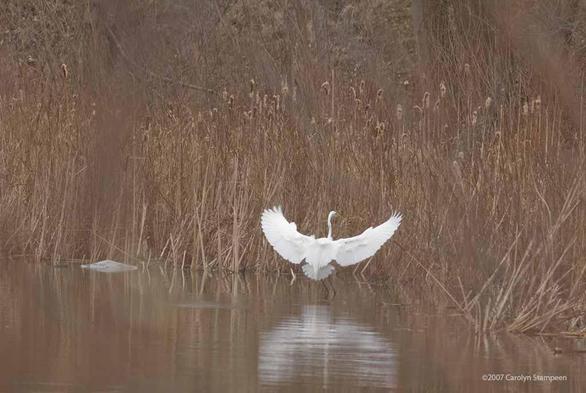 A white heron-like bird is landing in water, back to us.  Wings are outstretched, feet forward, tail feathers wide and a bit forward.  We can see shorter feathers on the neck and tops of the wings moving in the breeze.  Its head is slightly turned to the right, so we can see its long orange beak.