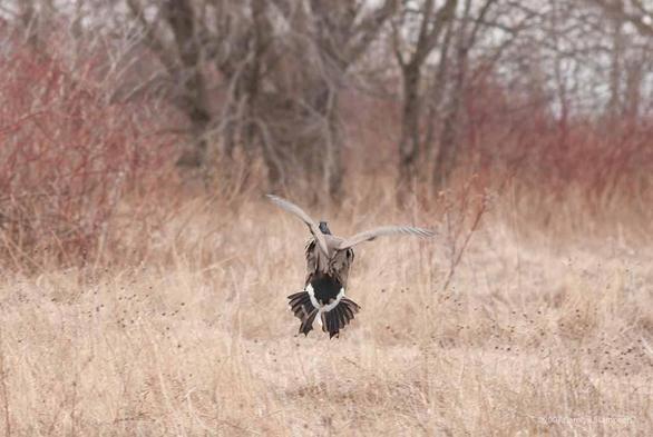 A Canada goose is about to land in a meadow of old, brown grass.  Its tail feathers are fanned out an forward so we can not only see each tail feather, but the white band before its body feathers.  Its wings are up but are just about to swivel forward to help the tail stop its motion to finish its landing.