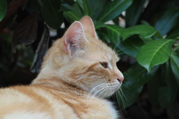 Washy the cat in the garden