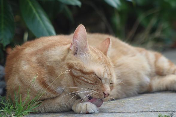 George the cat in the garden