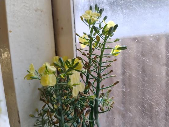 Tips of broccolini with the buds opening up into small yellow flowers