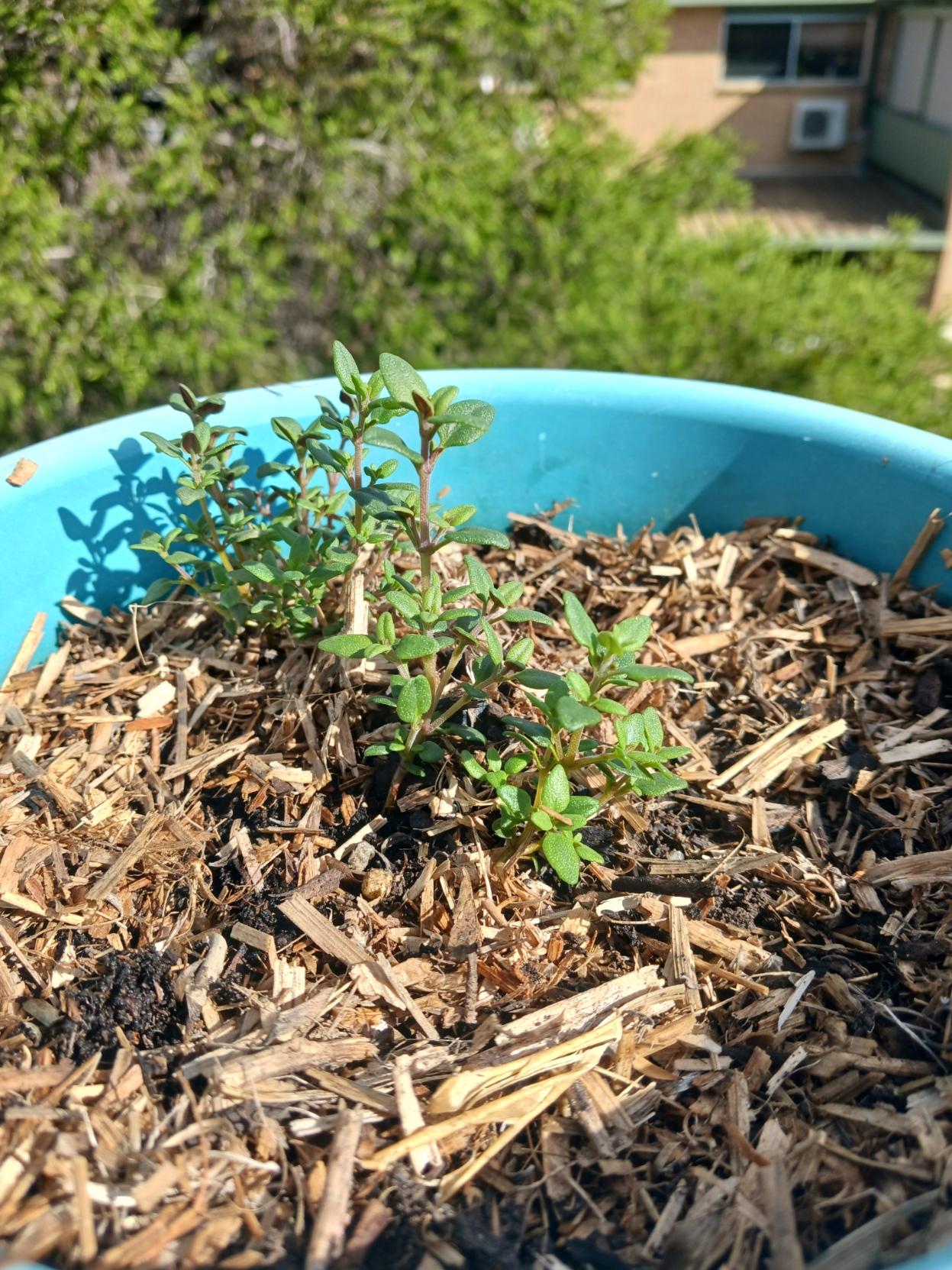 young thyme plants in a light blue pot