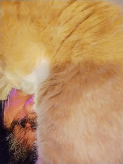 A photo that's almost entirely the shoulder of one ginger cat, but down in the bottom corner you can just see my nose and a bit of my chin