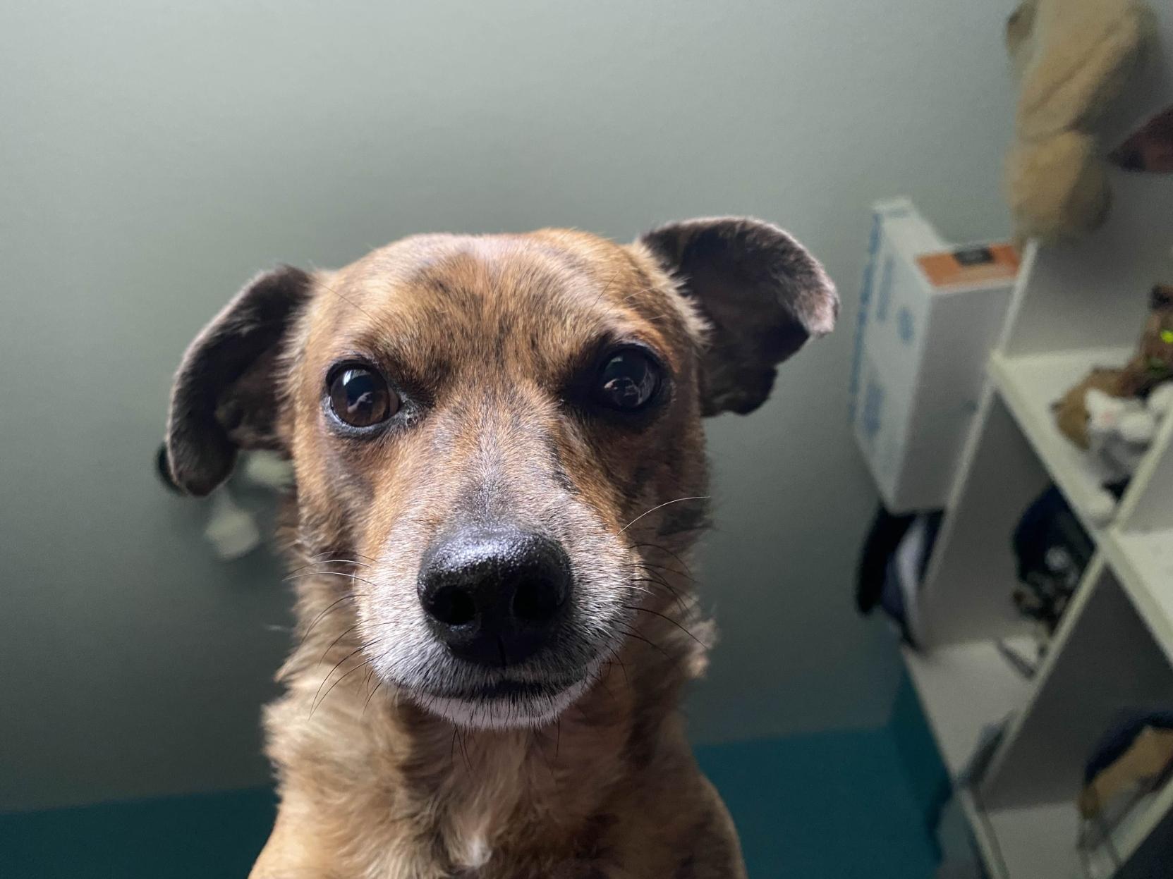 Our rescue dog Jack, looking down at the camera with a very serious expression.