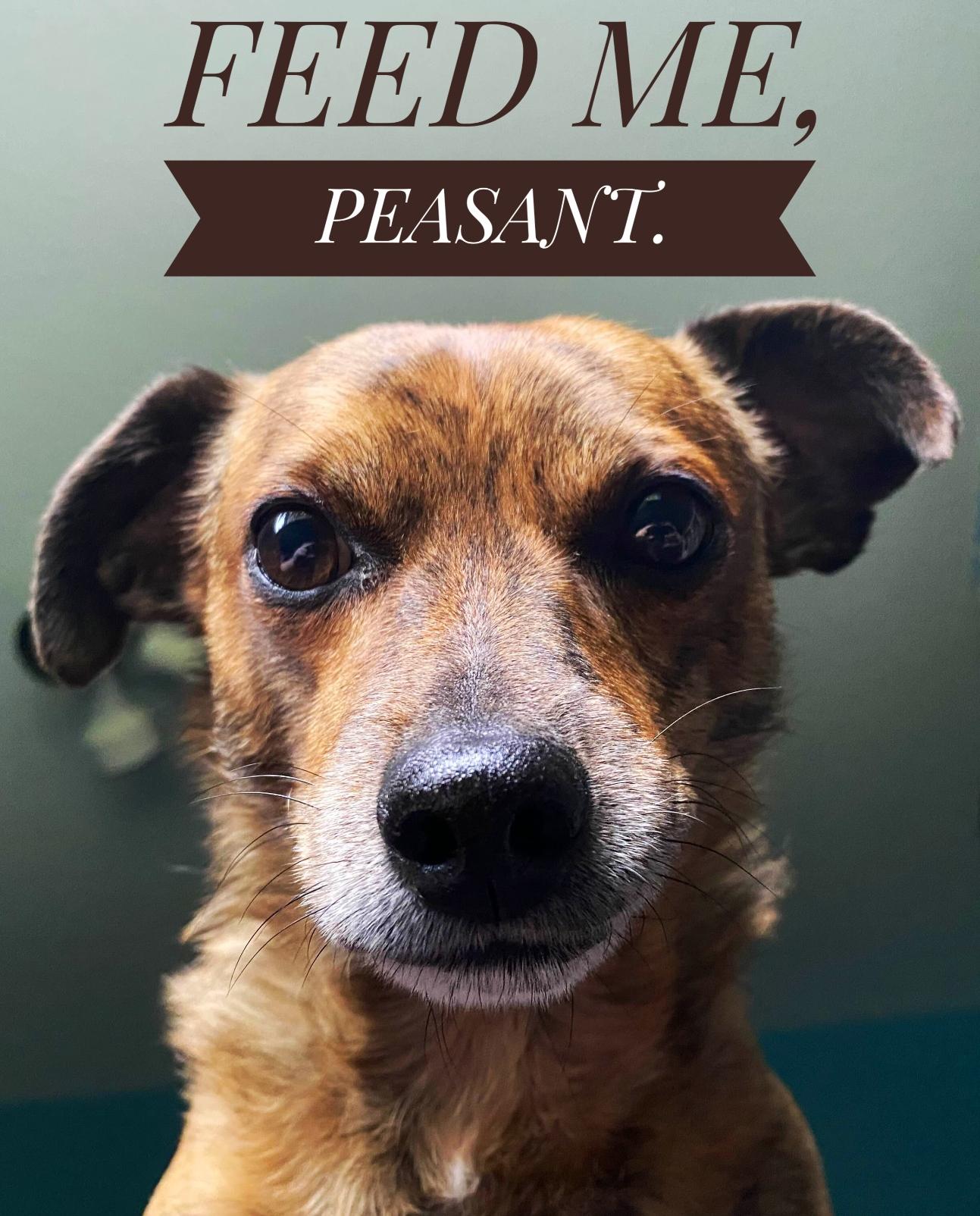 A close-up of Jack's face, with the caption "FEED ME, PEASANT."