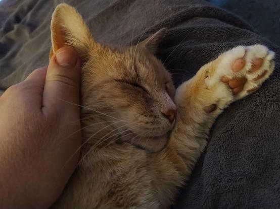A ginger cat sleeping on a bed with one paw stretched out exposing the toe beans. My hand is on top of his head and his eyes are closed