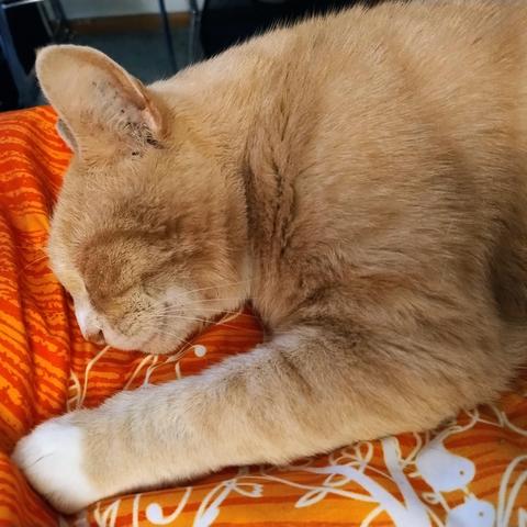 A ginger cat sleeping on his side at the edge of a bed, pinning down the doona