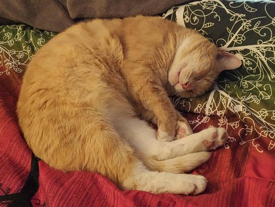 A ginger cat curled up sleeping on a bed with his head tilted up slightly and some precious toe beans exposed