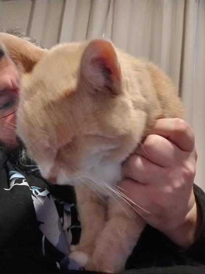 A ginger cat standing on me in a very precarious fashion