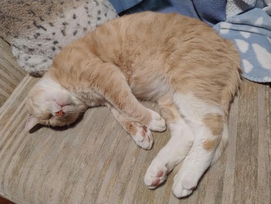A ginger cat sleeping, curled up with face upwards and toe beans on display, with his back against a pale cushion why a spotted print
