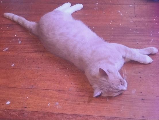 A ginger cat spread out flat on a wooden floor