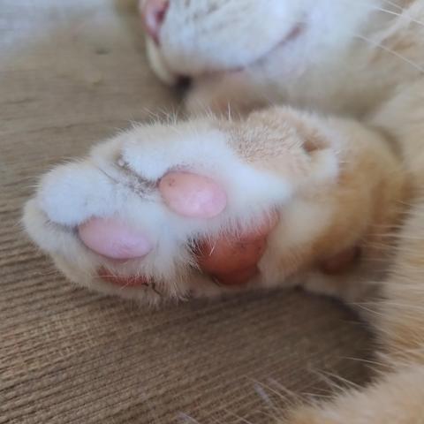 Close up of a ginger cat's front paw and the beans underfoot 