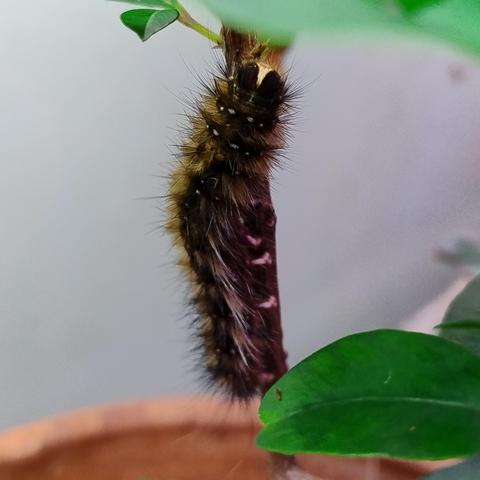 A small brown fluffy caterpillar on the thin woody stem of a plant in a pot 