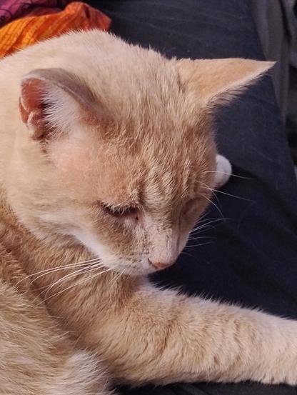 Close up photo of a ginger cat who is avoiding eye contact because he knows what he did