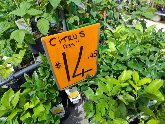 A sign above plants on display reading:
Citrus 