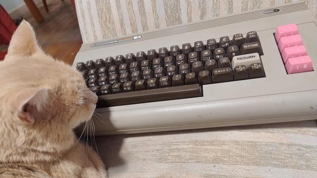 A ginger cat on a couch looking at a Commodore 64 that has pink function keys fitted to it