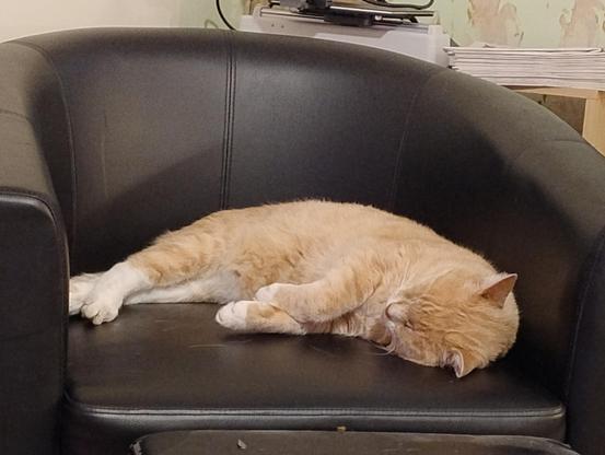 A ginger cat sleeping on a black chair