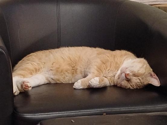 A ginger cat sleeping on a black chair with his head slightly upturned from the previous photo