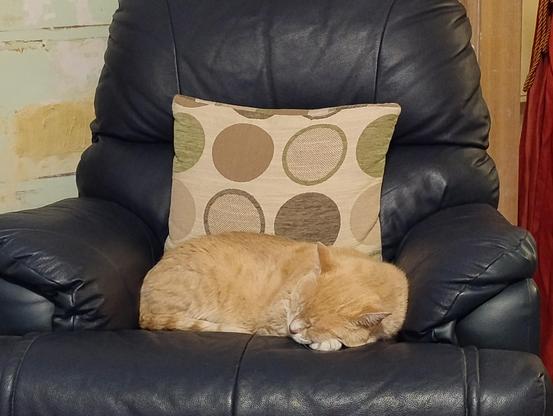 A ginger cat sleeping curled up against a cushion on a big armchair