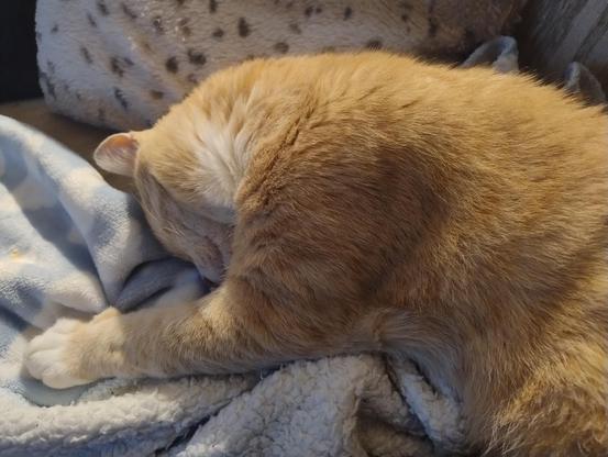 A ginger cat curled up on a blanket with his head tucked under his front leg a little