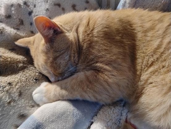 A ginger cat sleeping with his head on a cushion and his nose buried under his front leg