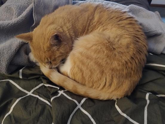 A ginger cat sleeping on a bed, curled up against a grey dressing gown